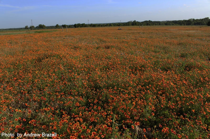 Indian blanket wildflowers Central Texas Gardener