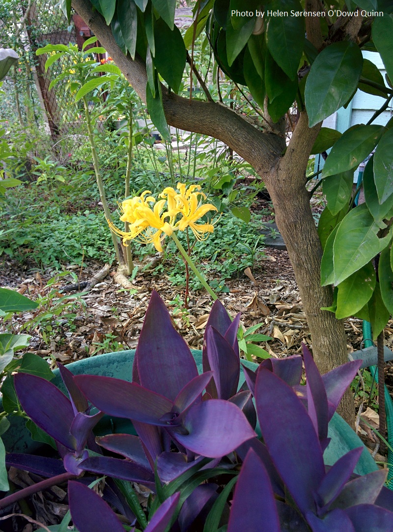 Lycoris aurea Central Texas Gardener