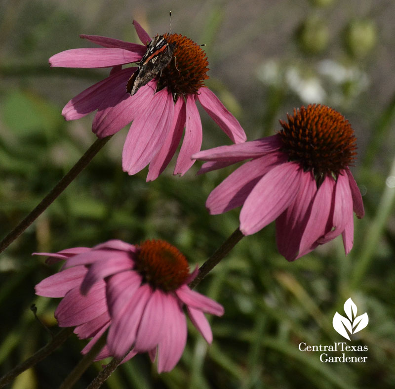 Red Admiral butterfly on coneflower Central Texas Gardener