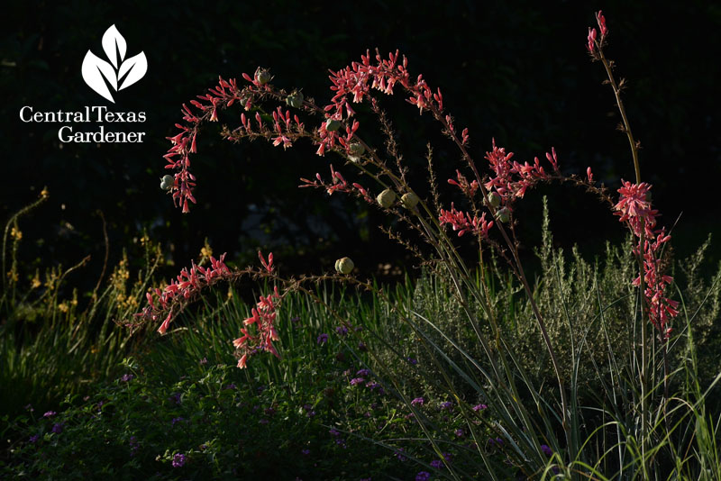 Red yucca Hesperaloe parviflora Central Texas Gardener