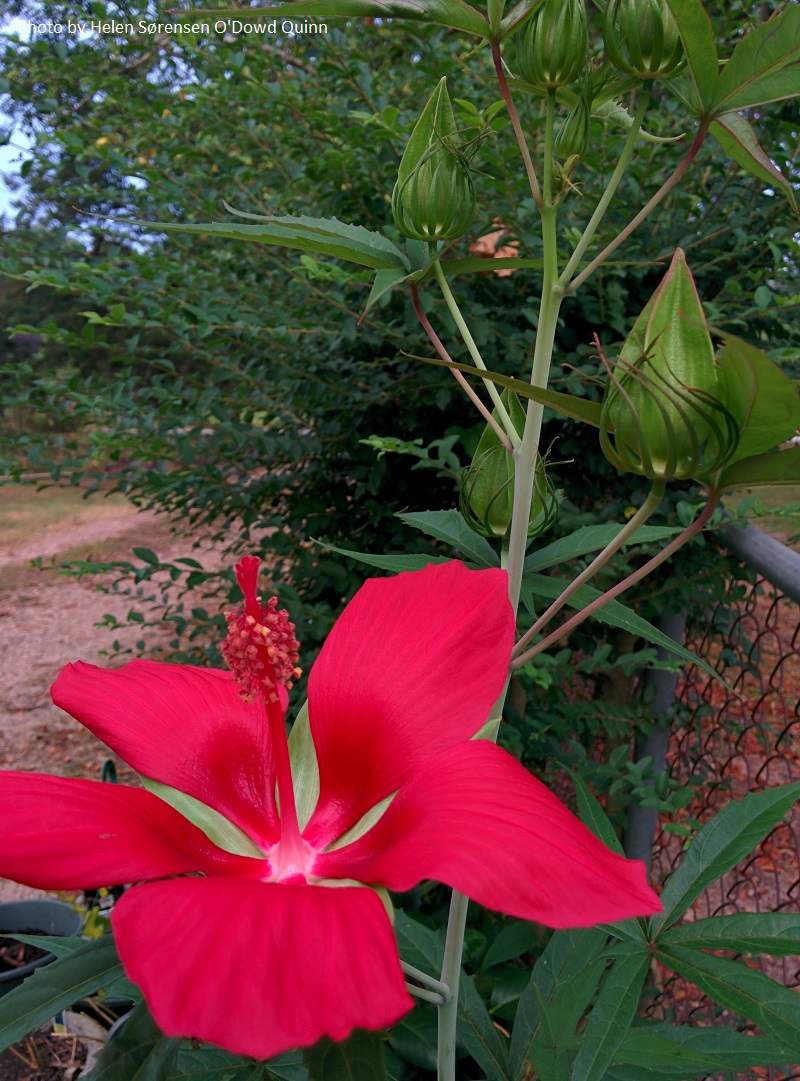 Texas star hibiscus Central Texas Gardener
