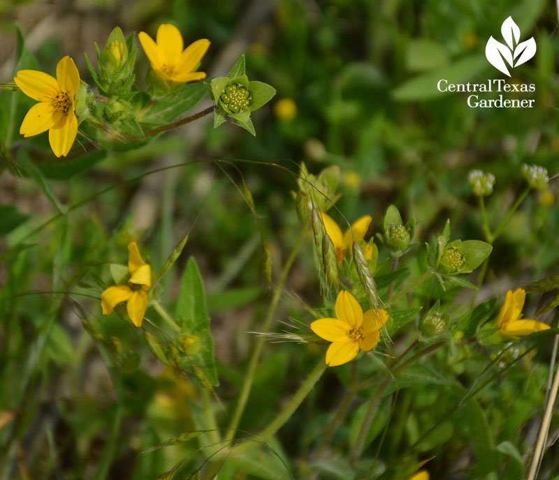 Texas star native wildflower Central Texas Gardener