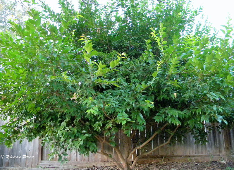 Xylosma Central Texas Gardener web