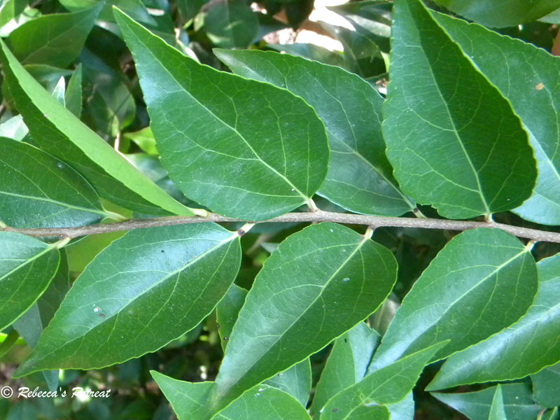 Xylosma leaves Central Texas Gardener web