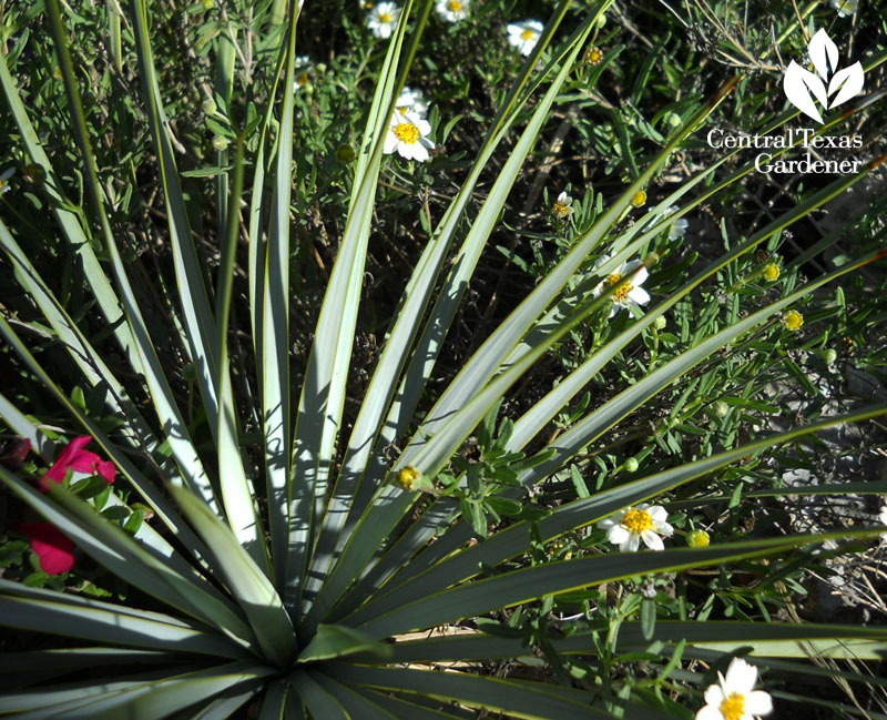 Yucca pallida and blackfoot daisy Central Texas Gardener