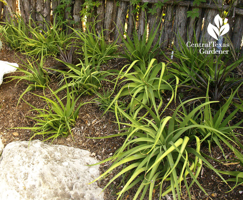 Squid agave (Agave bracteosa) Central Texas Gardener