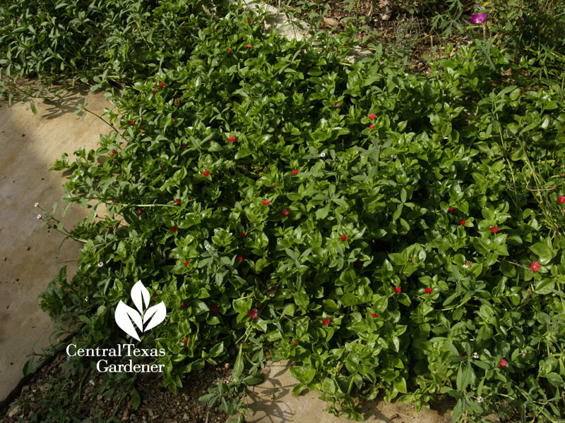 Aptenia groundcover Central Texas Gardener