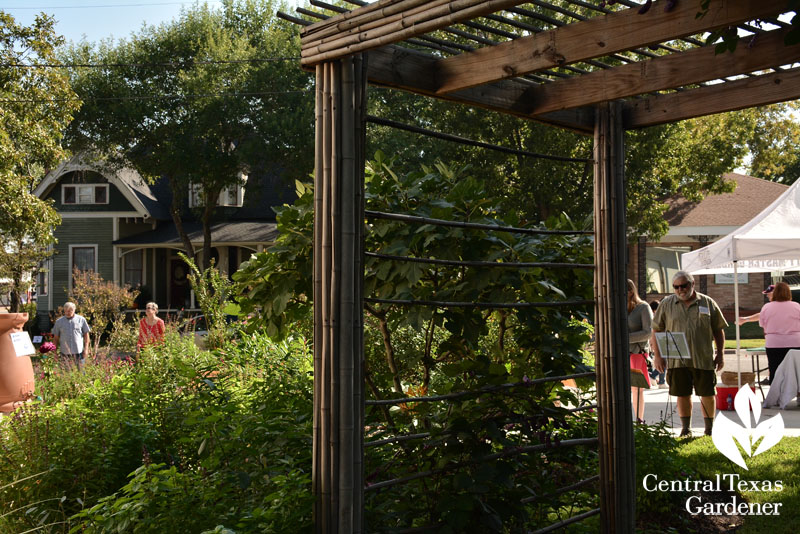 bamboo arbor Central Texas Gardener