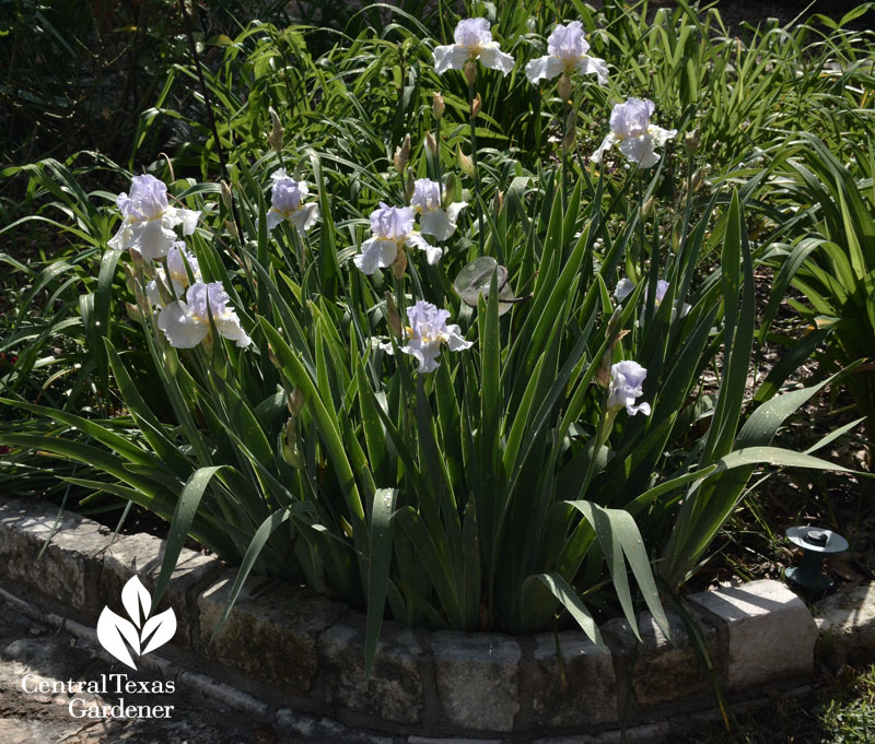 bearded iris raised stone bed Central Texas Gardener