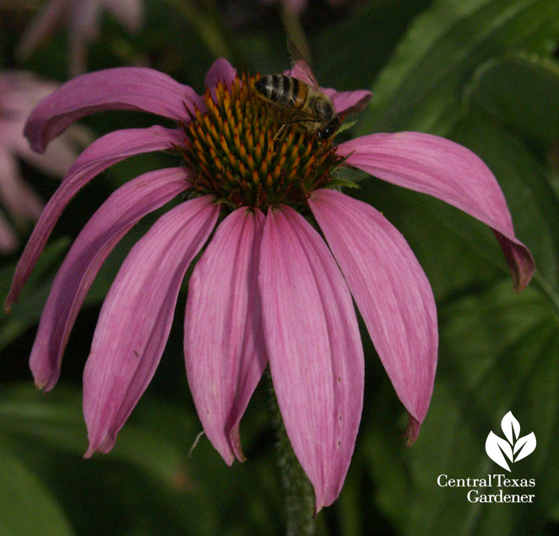 bee on native coneflower Central Texas Gardener