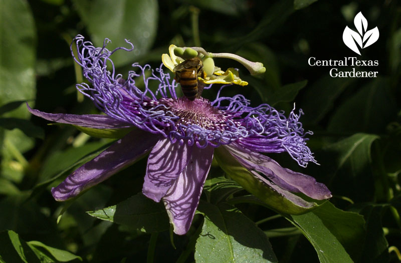 bee on passion vine Central Texas Gardener