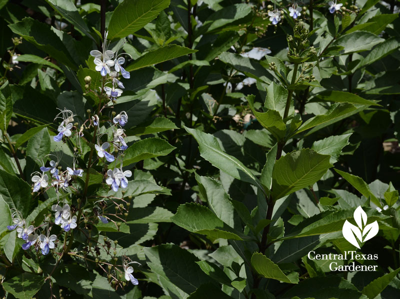 blue clerodendrum for butterflies Central Texas Gardener