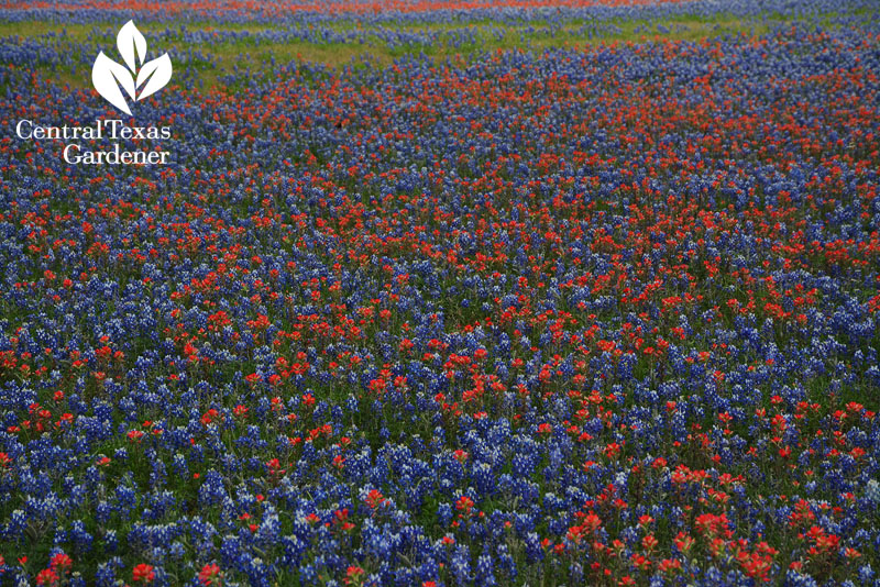 bluebonnets indian paintbrush Central Texas Gardener