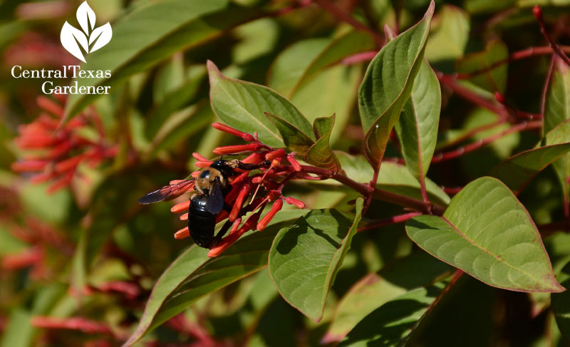 carpenter bee Hamelia patens Central Texas Gardener