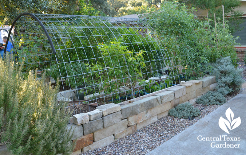 cattle panel over limestone raised beds Central Texas Gardener