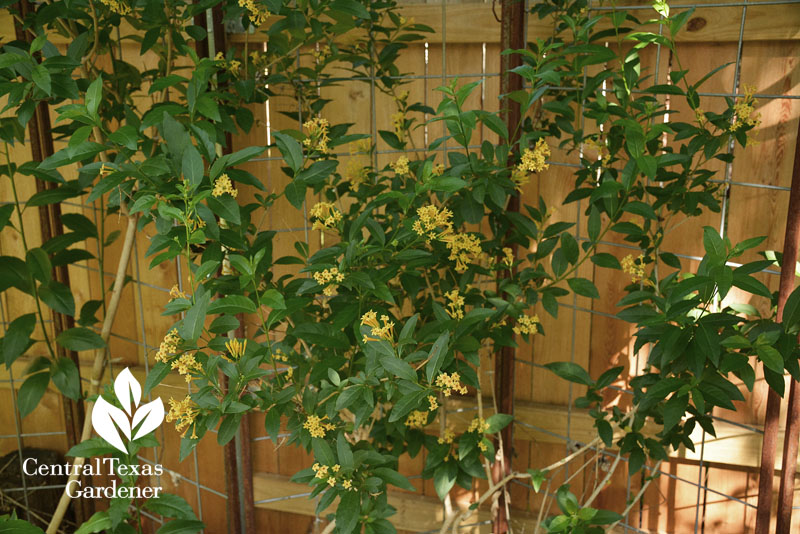 cestrum Central Texas Gardener