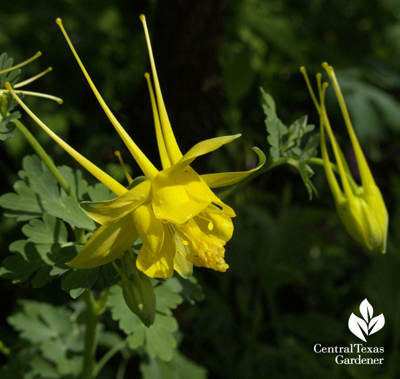 Columbine native plant for shade Central Texas Gardener