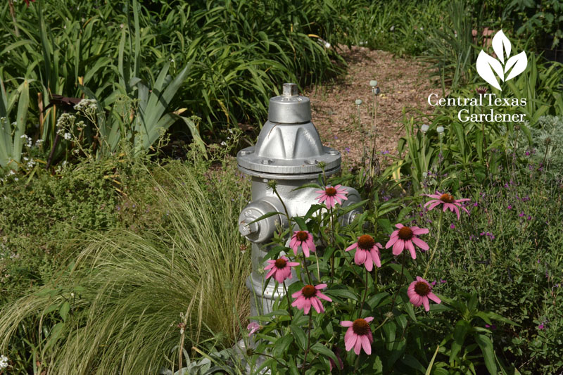 coneflowers mexican feather grass fire hyrdant Central Texas Gardener