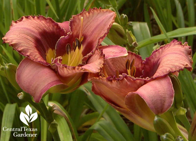 daylilies Central Texas Gardener