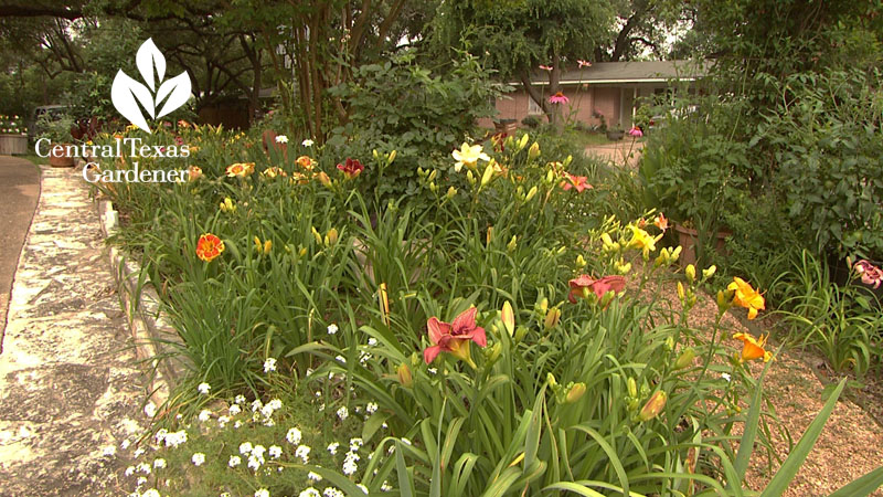 daylily bed front yard curb raised bed Central Texas Gardener