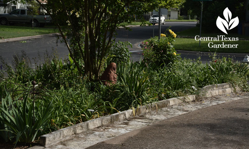 Front yard driveway perennial bed Central Texas Gardener