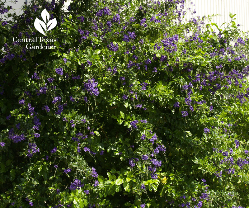 purple flower Duranta Central Texas Gardener