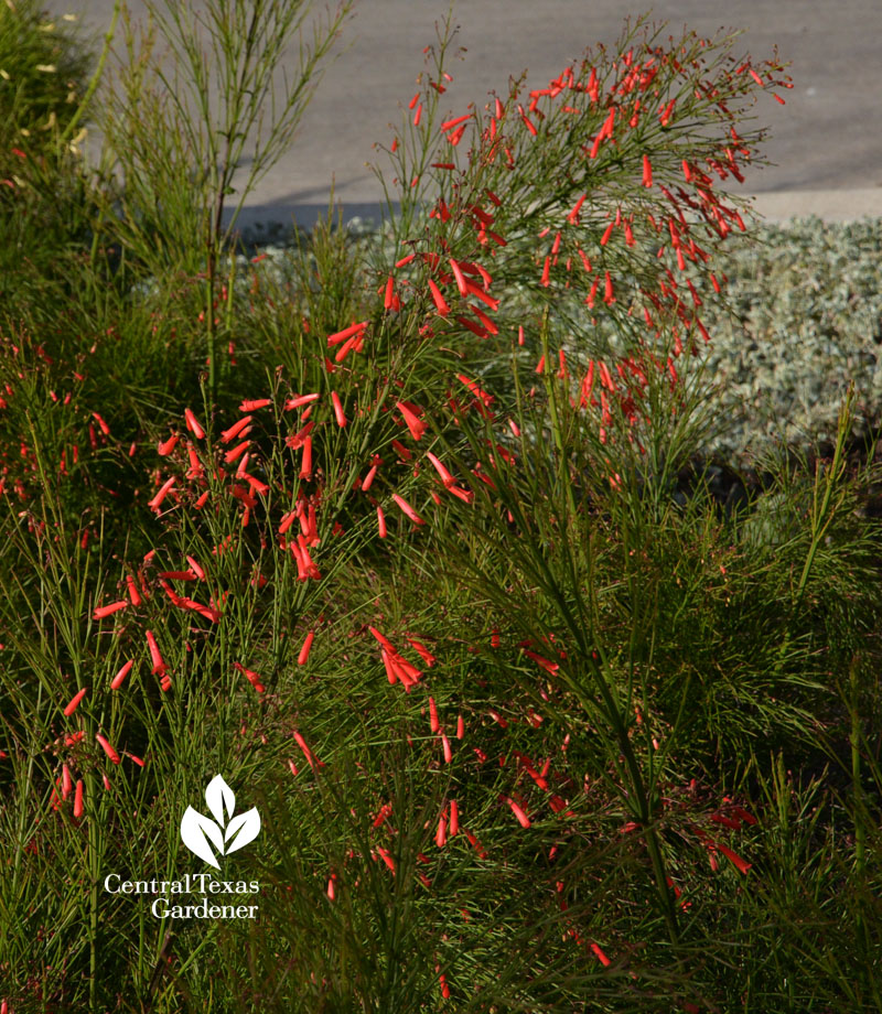 firecracker fern Central Texas Gardener