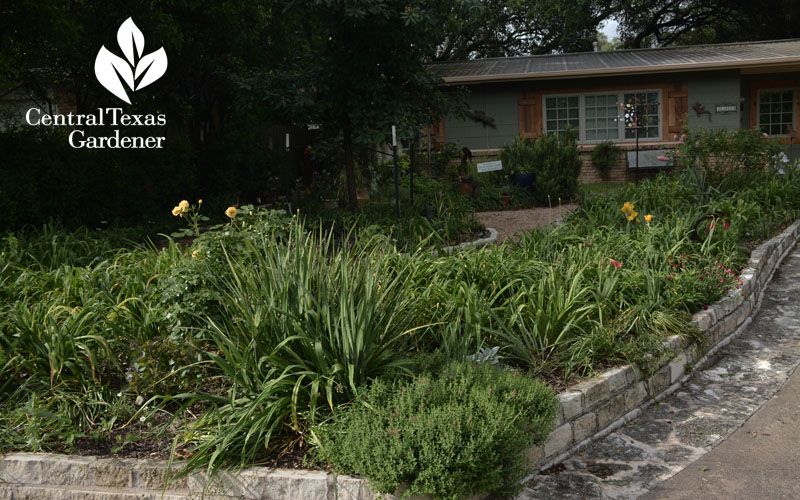 Front yard raised perennial bed Central Texas Gardener