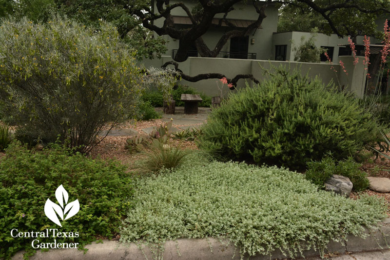 Gregg dahlea rosemary xeric curb garden Central Texas Gardener