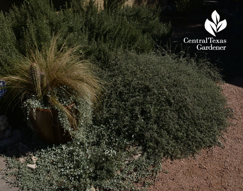 gregg dalea silver ponyfoot and rosemary xeric garden Central Texas Gardener