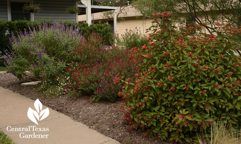 hamelia patens and salvias xeric wildlife garden Central Texas Gardener