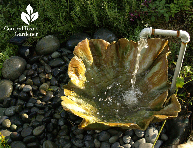 shell planter fountain Central Texas Gardener