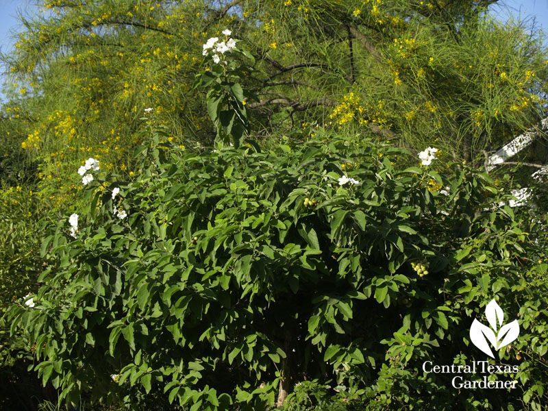 Mexican olive Cordia boissieri Central Texas Gardener