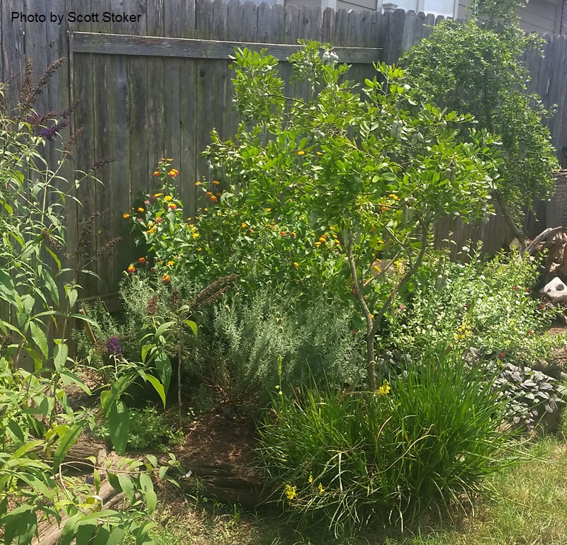 mountain laurel yellowing leaves Central Texas Gardener