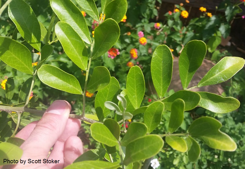 mountain laurel yellowing leaves Central Texas Gardener