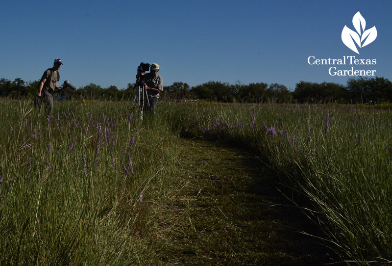 mowed path through wildflower prairie Central Texas Gardener