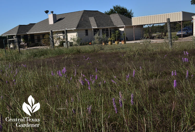 native wildflower prairie house Central Texas Gardener