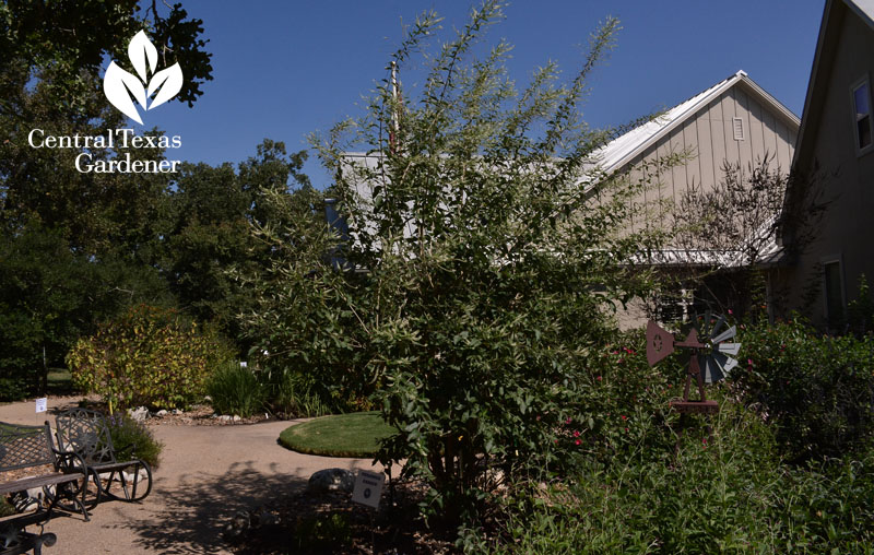 no lawn front garden Bryan Texas Central Texas Gardener