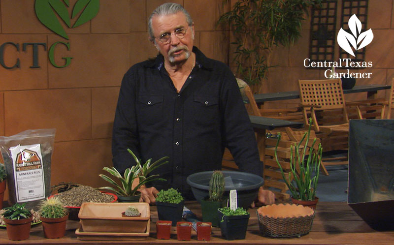 planting succulents in containers Central Texas Gardener