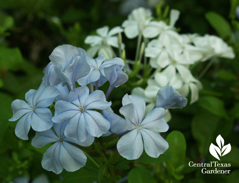blue and white plumbago Central Texas Gardener