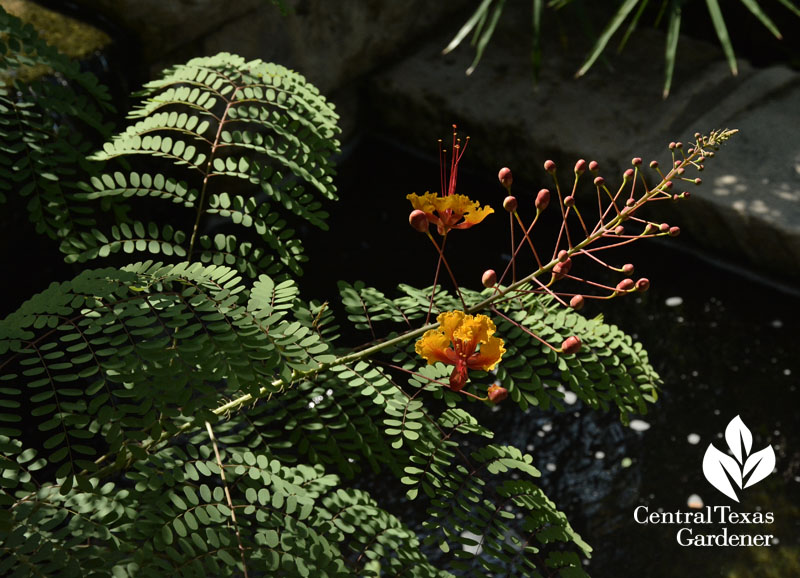 pride of barbados over aquaduct Central Texas Gardener