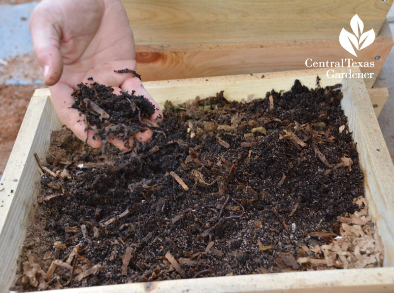 red wigglers in worm composter Central Texas Gardener