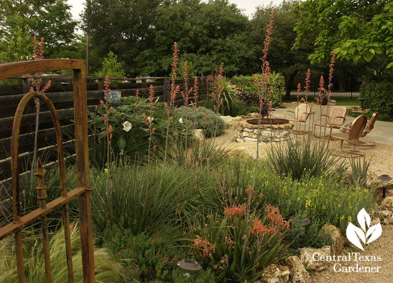 Red yucca Hesperaloe and aloes drought garden Central Texas Gardener