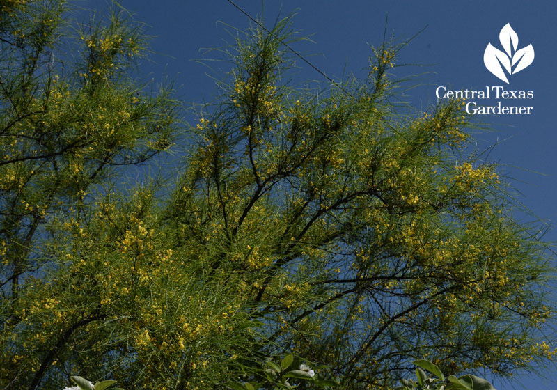 retama in bloom Central Texas Gardener