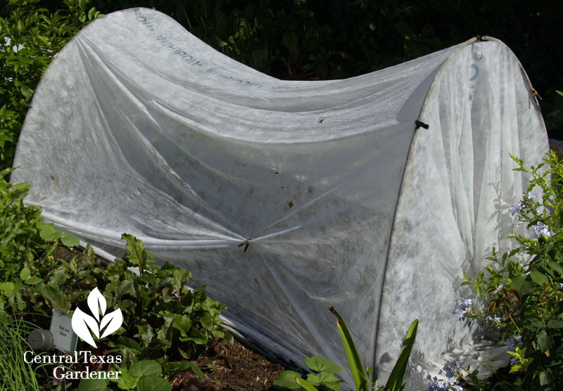 rowcover over winter vegetables Central Texas Gardener