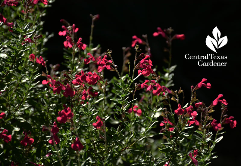 salvia greggii Central Texas Gardener