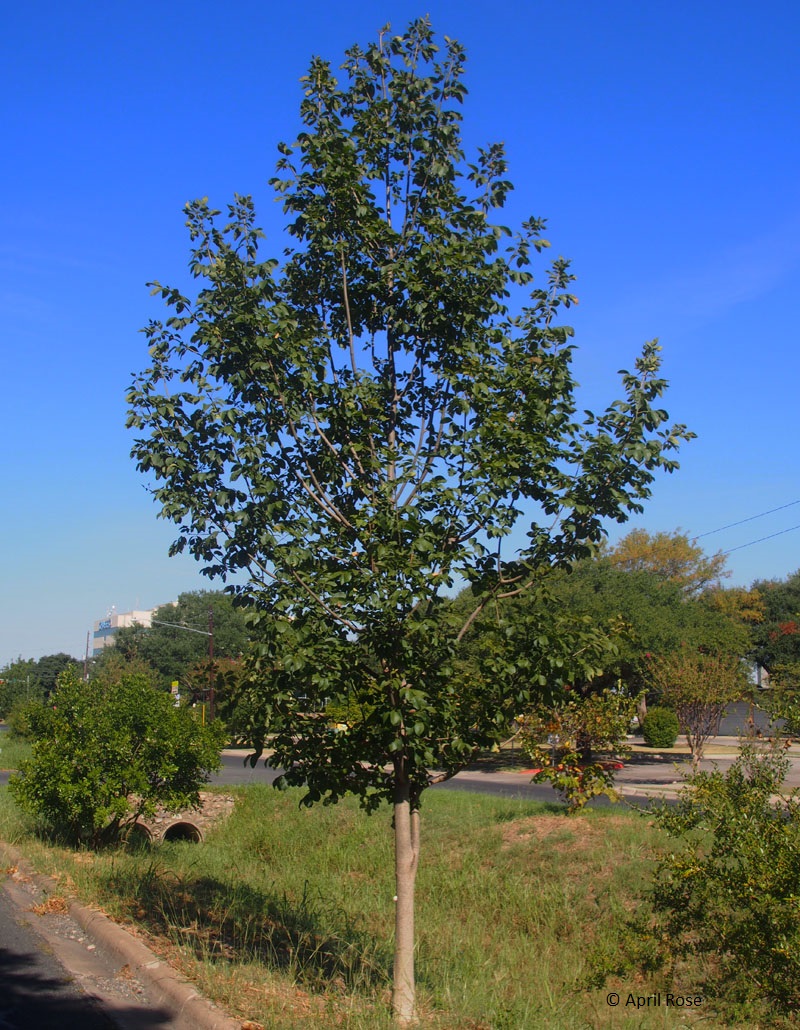 Texas ash