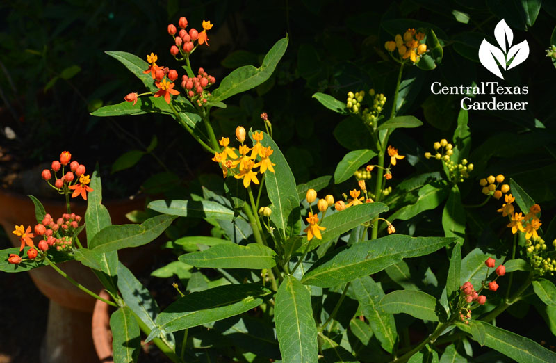 tropical milkweed Central Texas Gardener