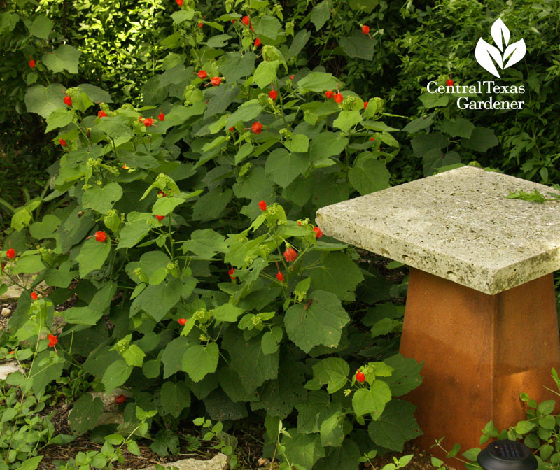 Turk's cap wildlife drought perennial Central Texas Gardener