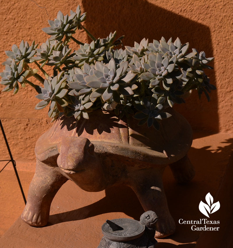 turtle succulent container Central Texas Gardener